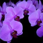 Growing Orchids In Hydroponics