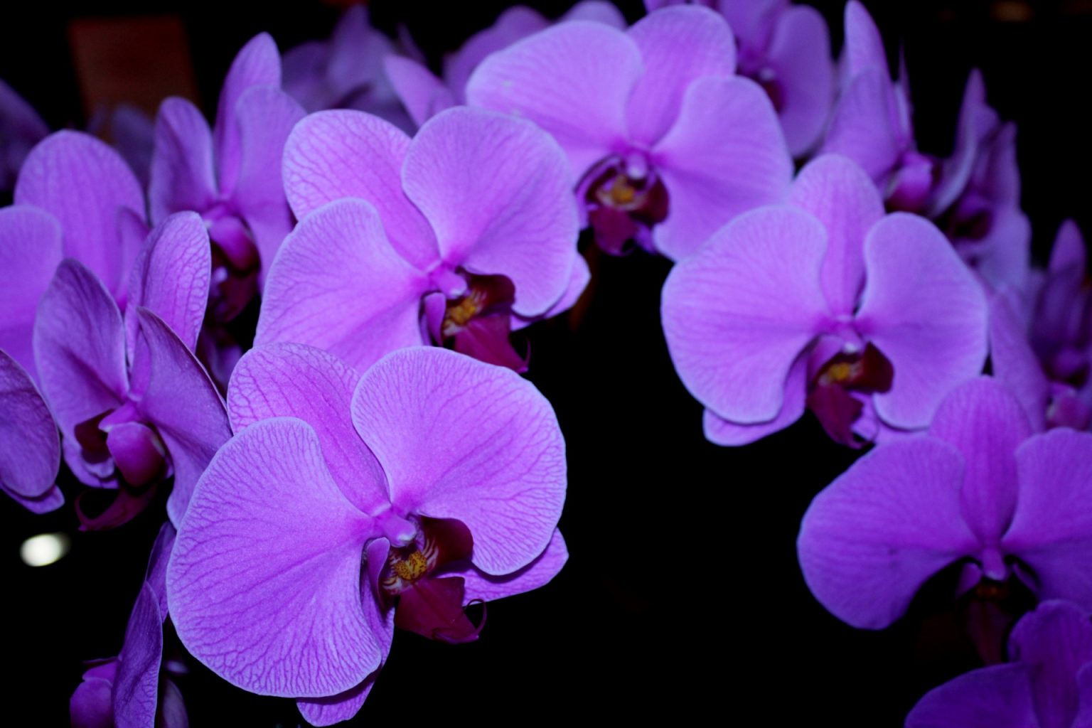 Growing Orchids In Hydroponics Tips and Tricks Hydroponic Orchids