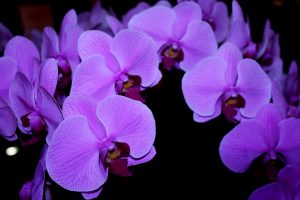 Growing Orchids In Hydroponics