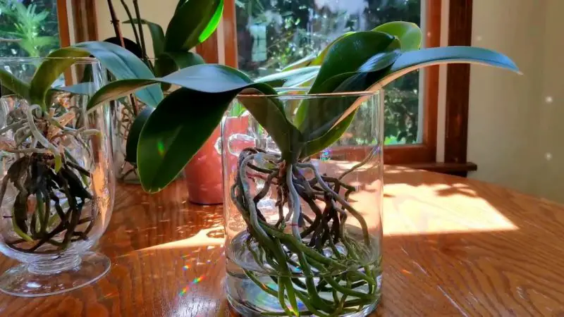 Can Orchids Grow Without Soil? Yes!