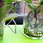 Can Orchids Grow In Water?