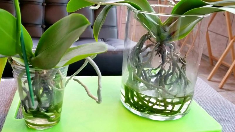 Can Orchids Grow In Water?