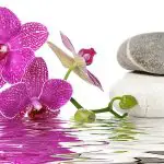 How Much Do You Water Orchids?